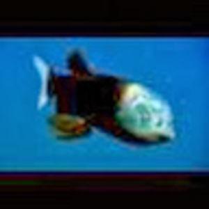 Meet your Posher, Neal